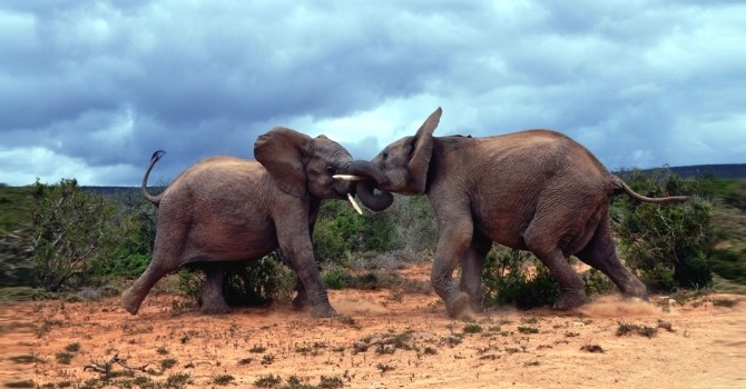 elephant photo