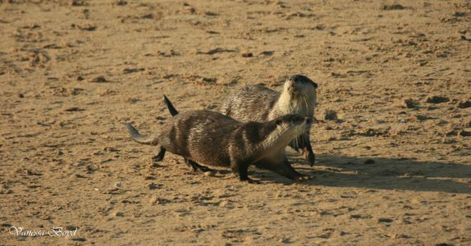 otters photo